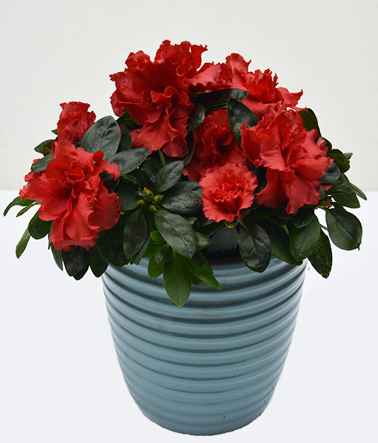 Simply Flowers Ceramic & Tin Planters 1