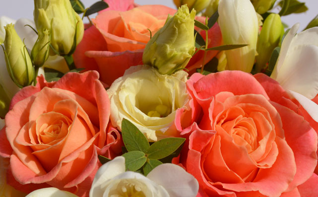 Orange Roses