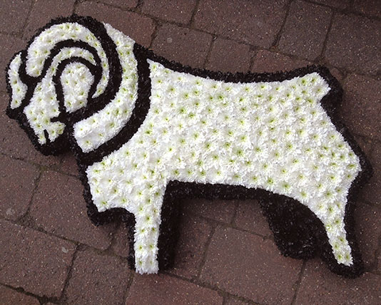 Football Emblems - Derby County FC