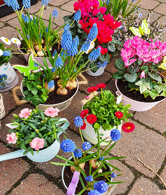 Mothersday Flowers - Mixed Planters