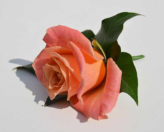 Wedding Buttonholes Orange & White Roses
