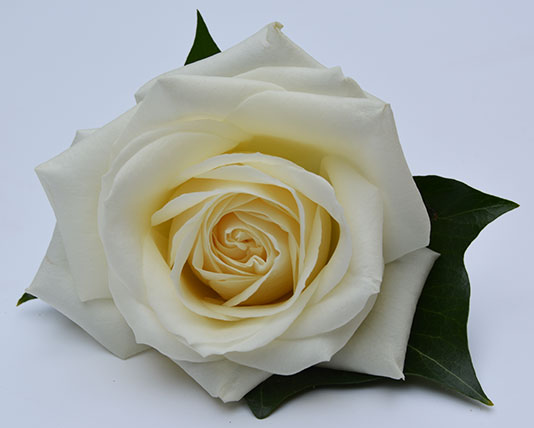 Wedding Buttonholes White Rose
