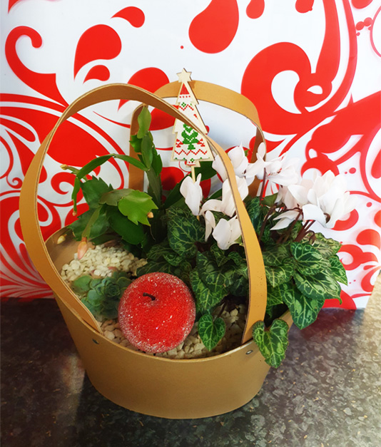 Christmas Flowers - Planted Baskets